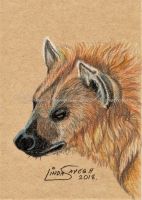Golden Hyena